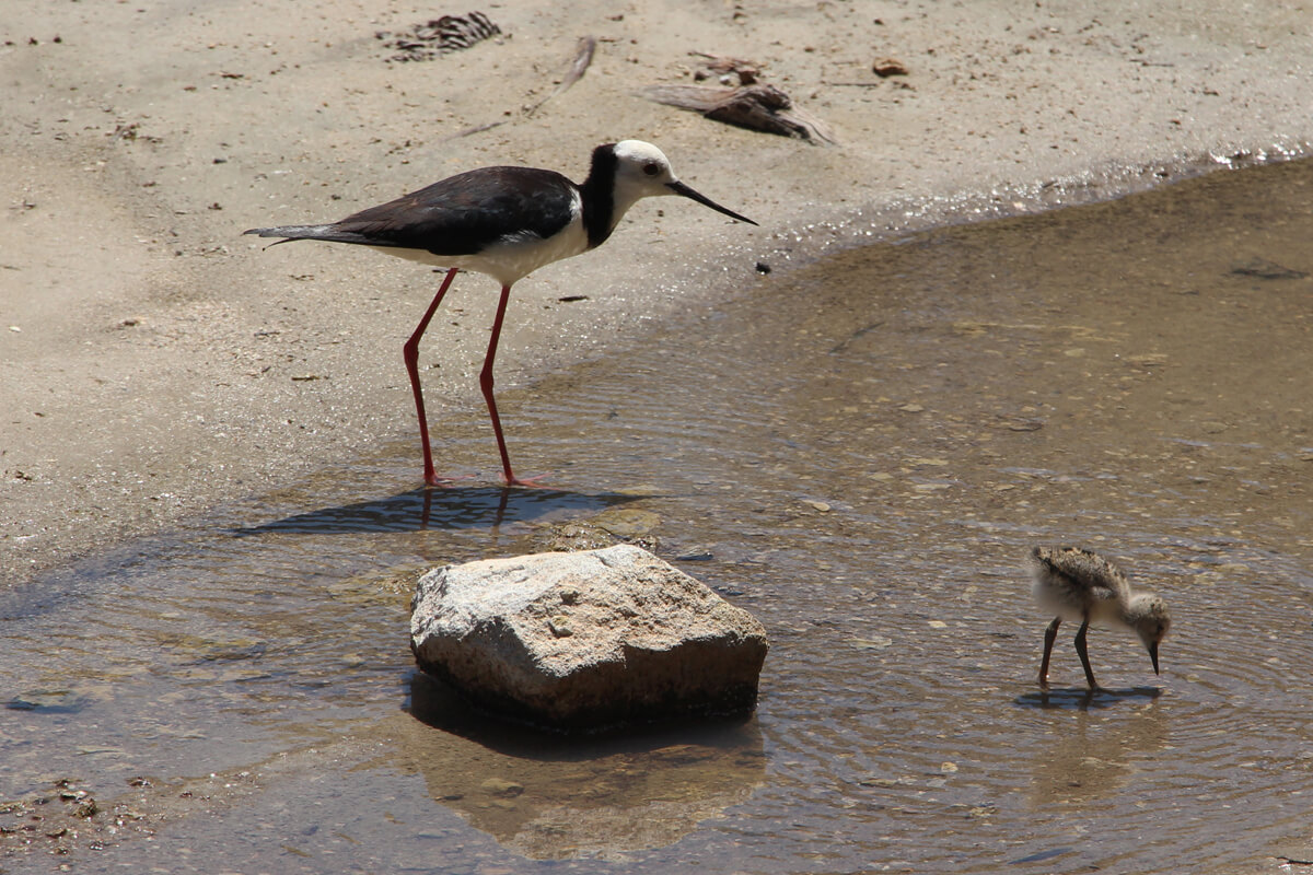 Pied Stilt Vogel mit Küken