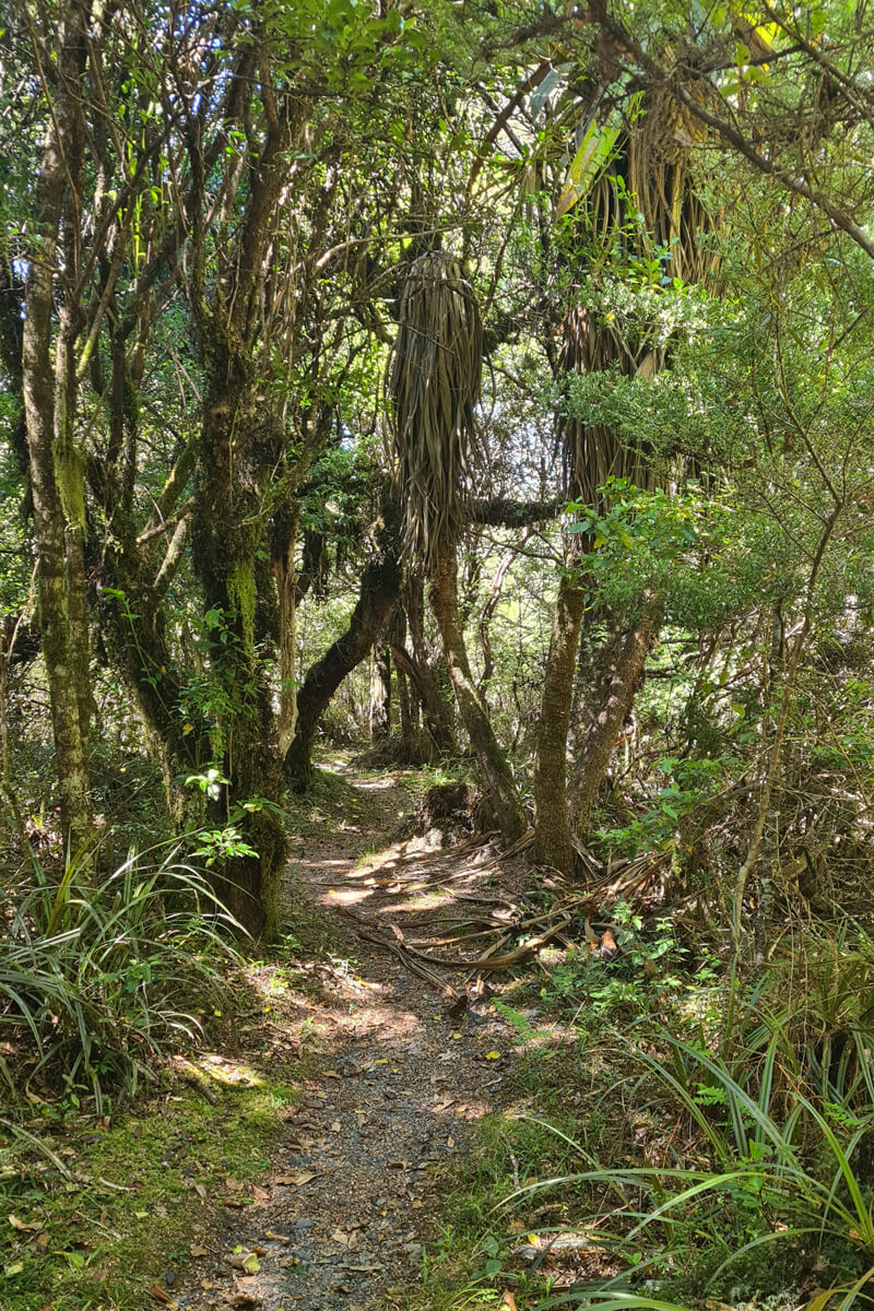 Grüner Regenwald mit Farnen und Moosen im Tongariro Nationalpark.