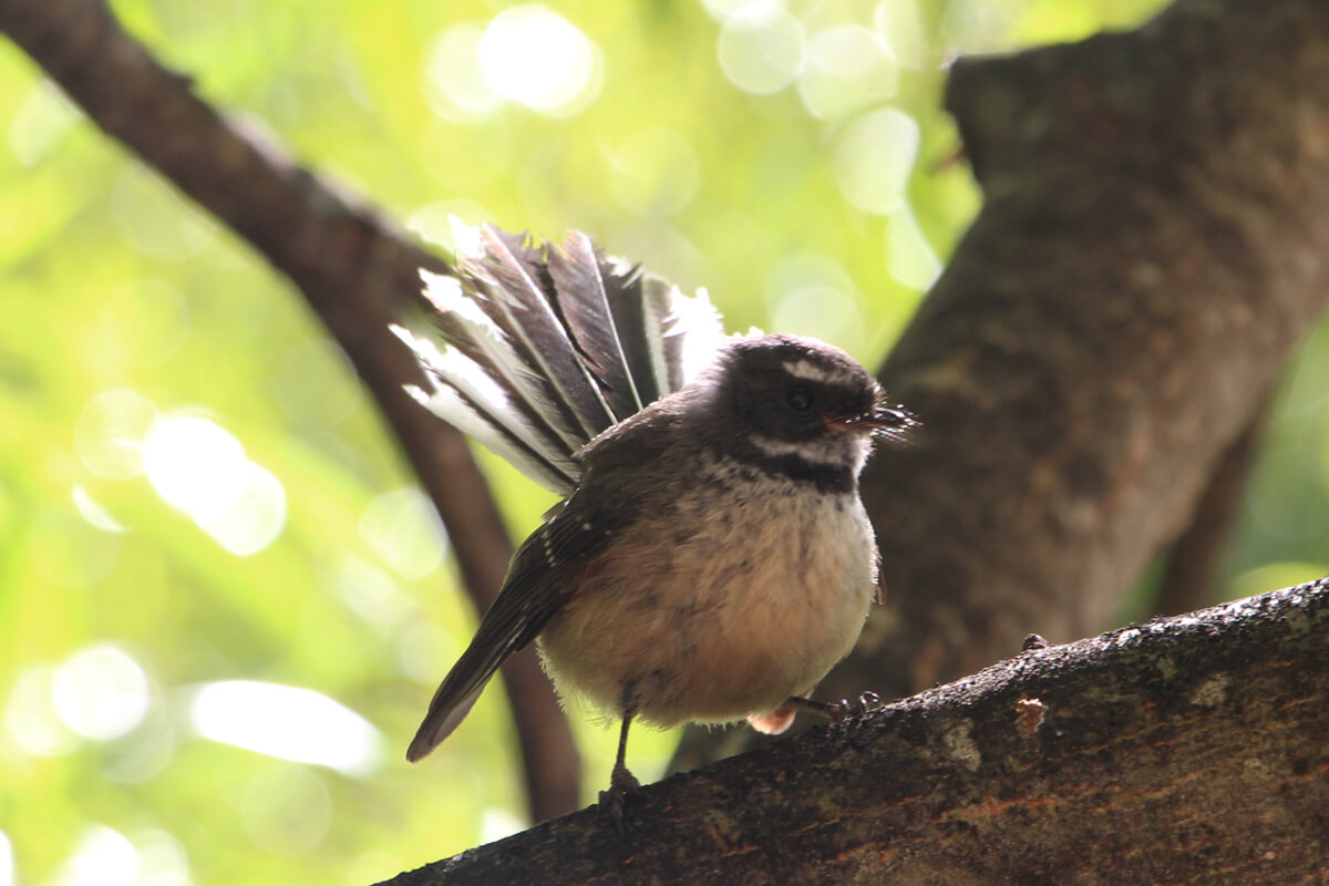Ein New Zealand Fantail zeigt seinen gefächerten Schweif