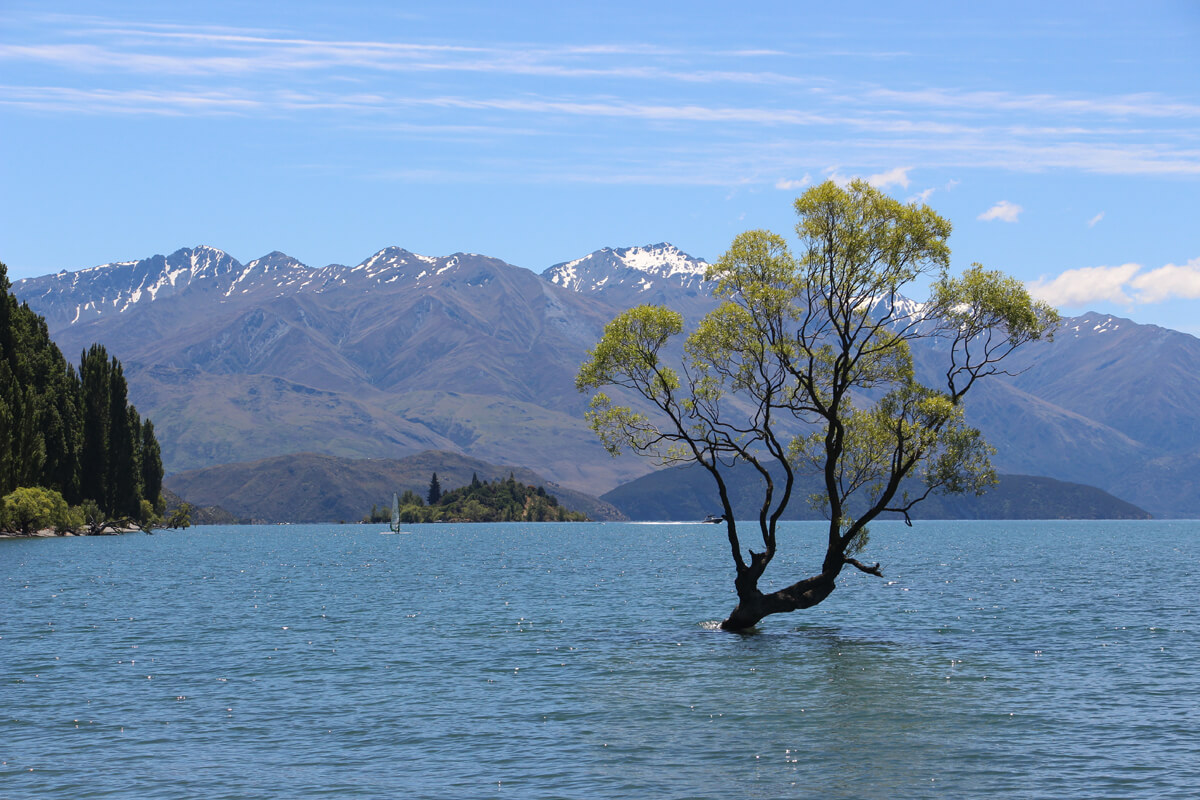 Der Wanaka Tree mitten im See