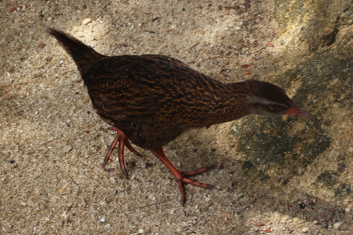 Ein Weka, dieser Vogel sieht dem Kiwi recht ähnlich