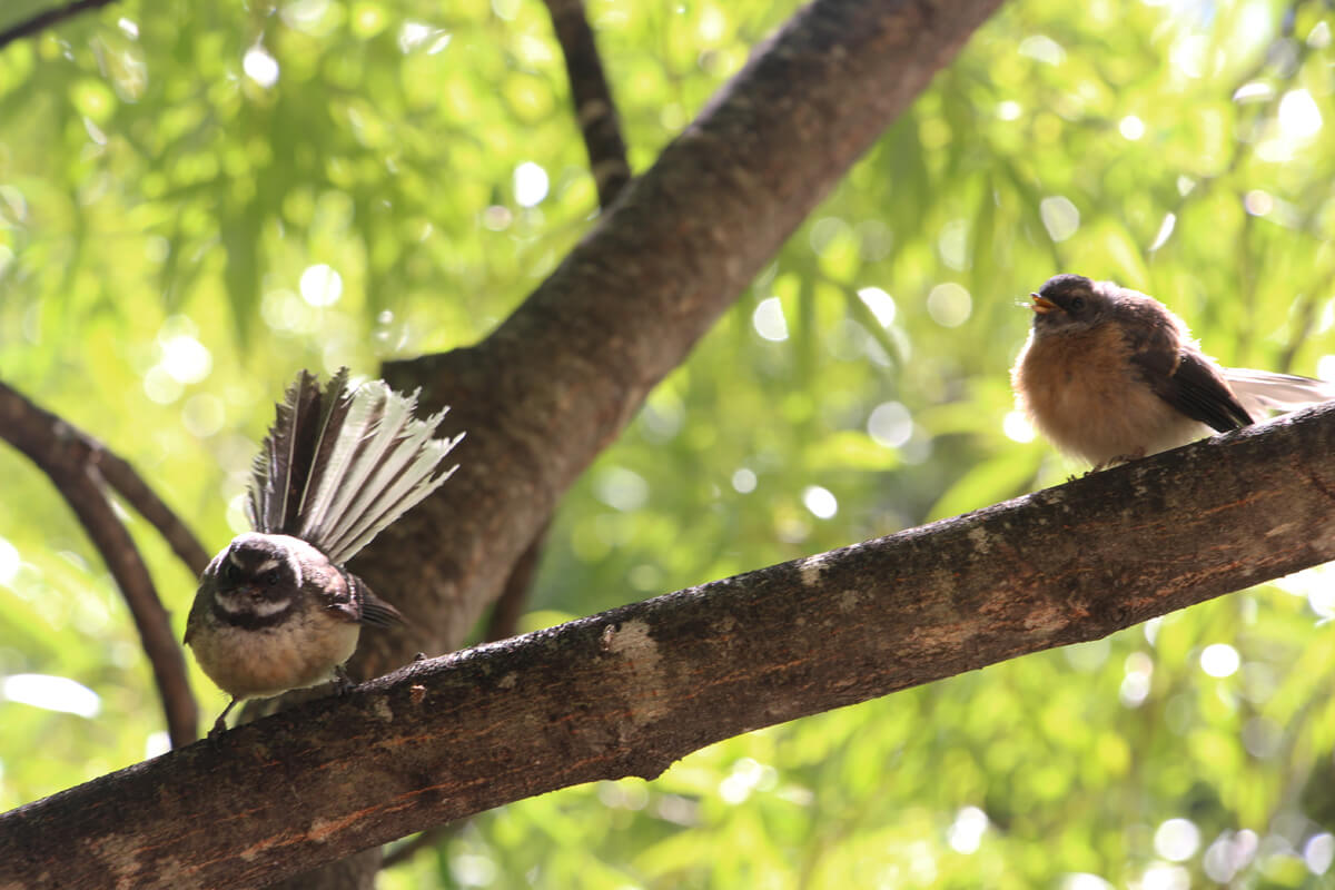Beim Birding in Neuseeland Fantails beobachten