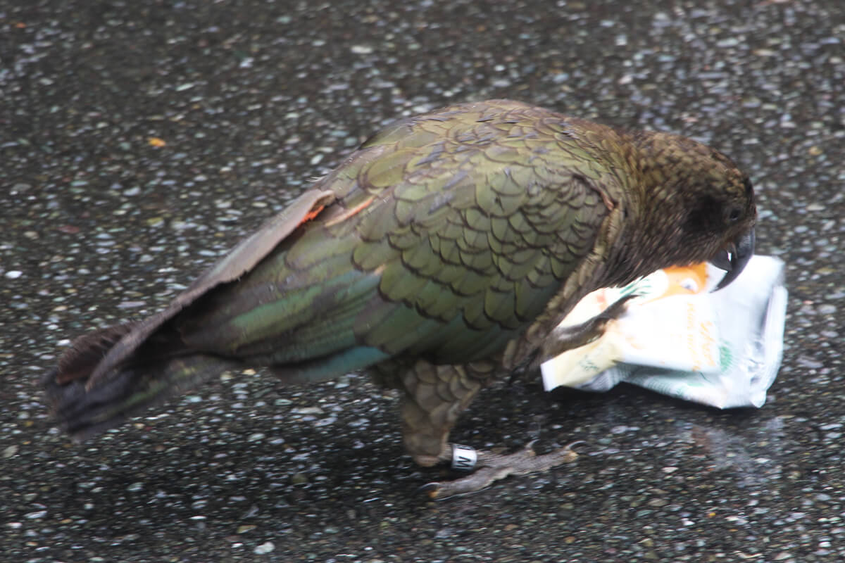 Ein Kea, ein alpiner Papagei untersucht eine weggeworfene Plastiktüte.