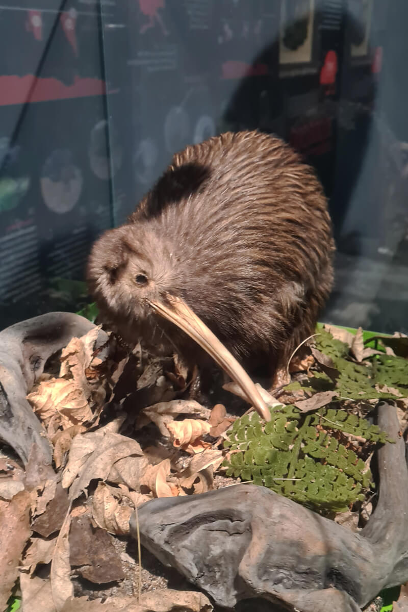 ausgestopfter Kiwi Vogel in der National Kiwi Hatchery