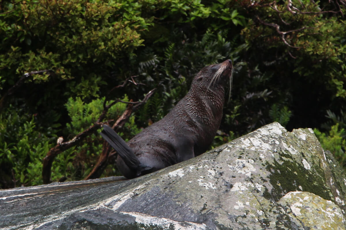 Neuseeländischer Seebär sitzt auf einem Fels im Milford Sound