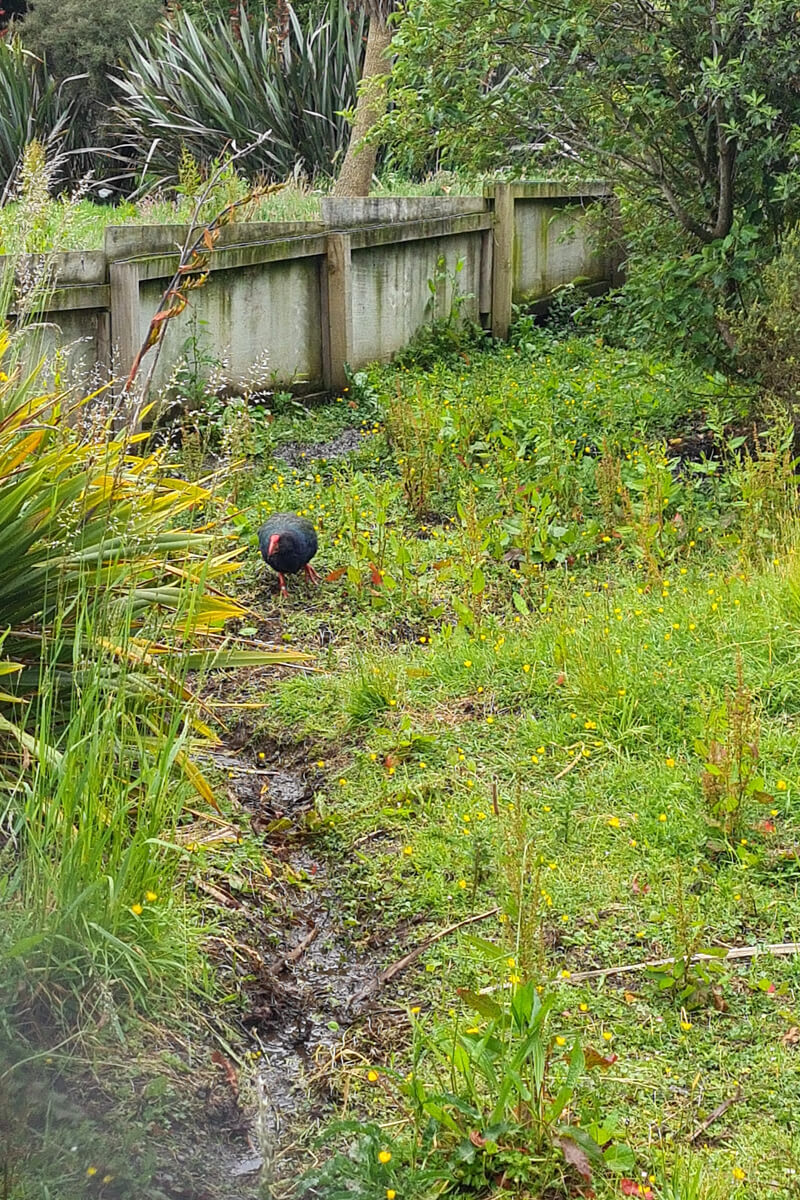 Ein Takahe in der großen Voliere im Bird Sanctuary