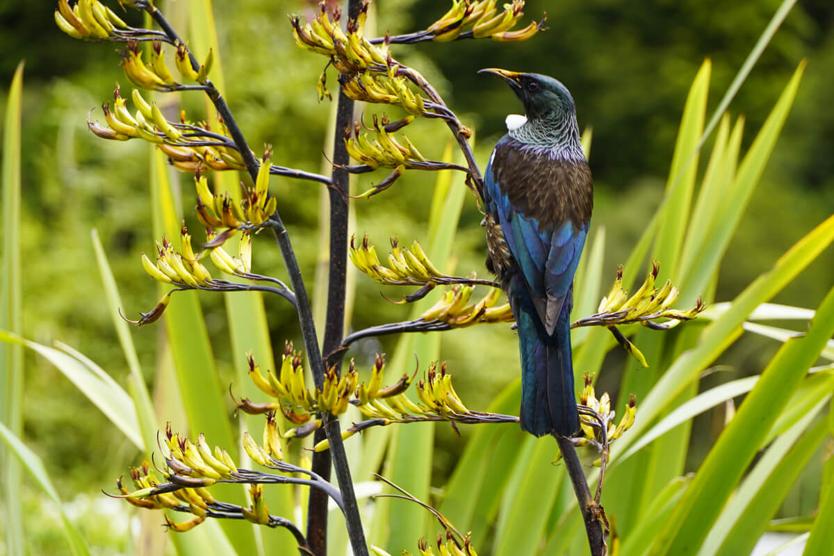 Ein neuseeländischer Tui sitzt auf einer Blüte