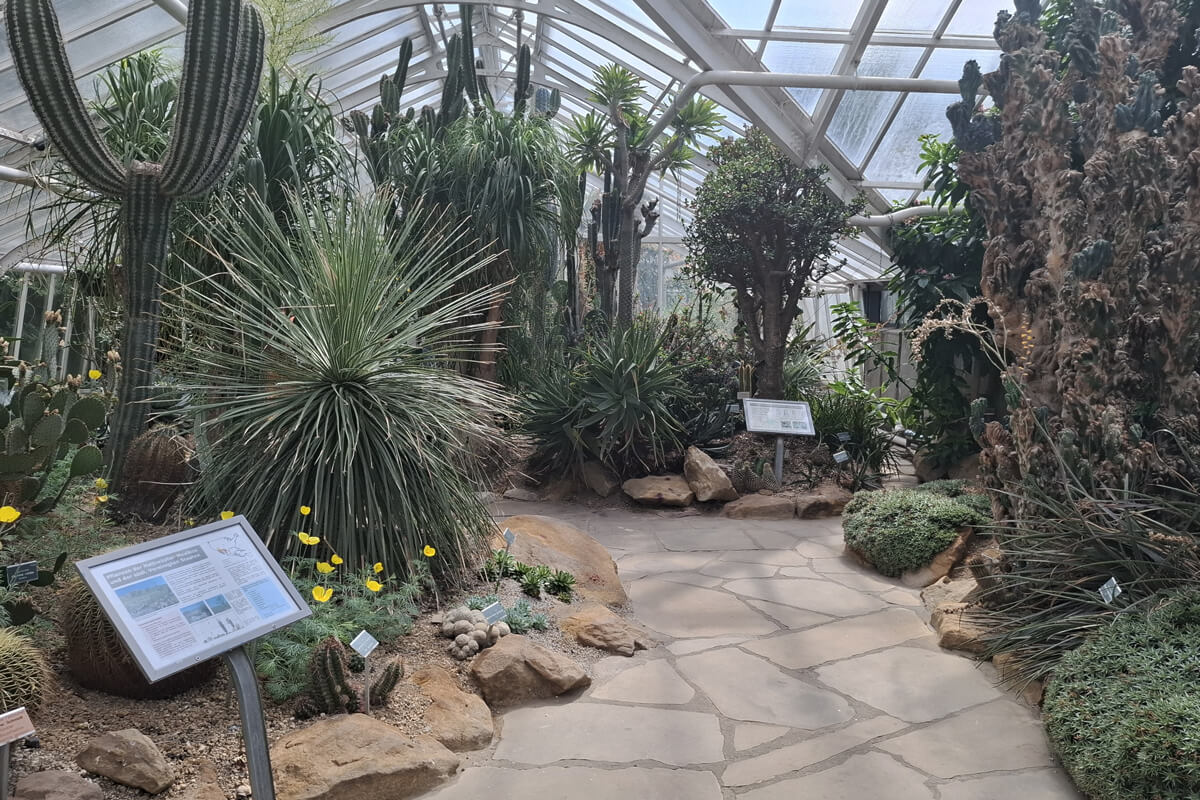 Kakteen im Gewächshaus des Botanischen Gartens