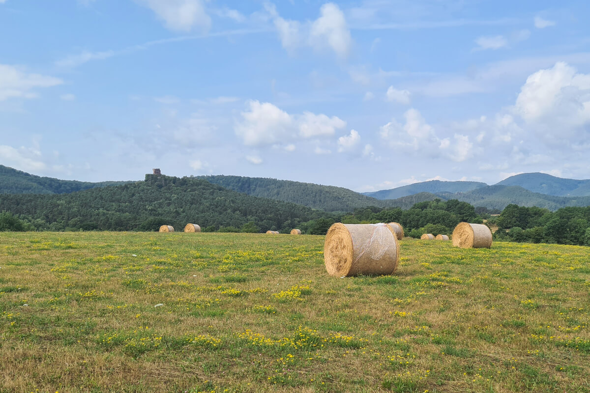 Aussicht über Felder bei der Drachenfels Tour