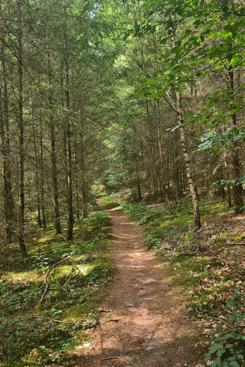 Einfacher Waldweg auf dem Luchspfad